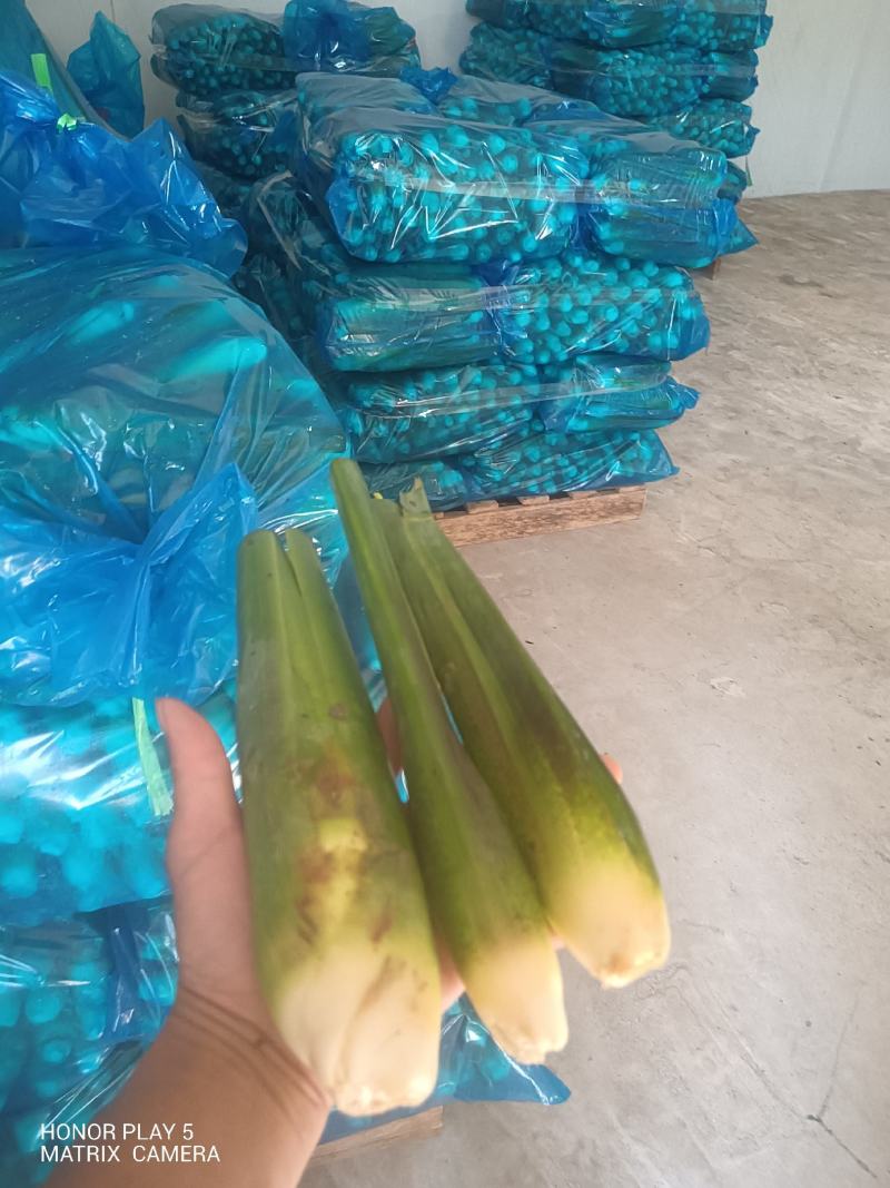 茭白
