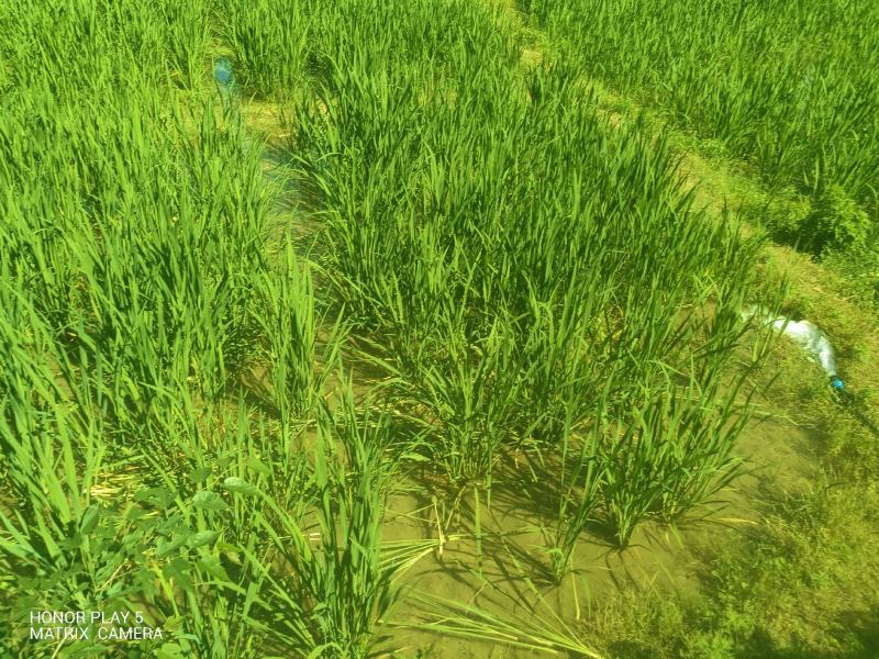 茭白