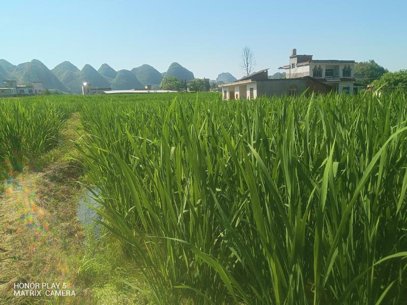茭白
