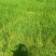 茭白