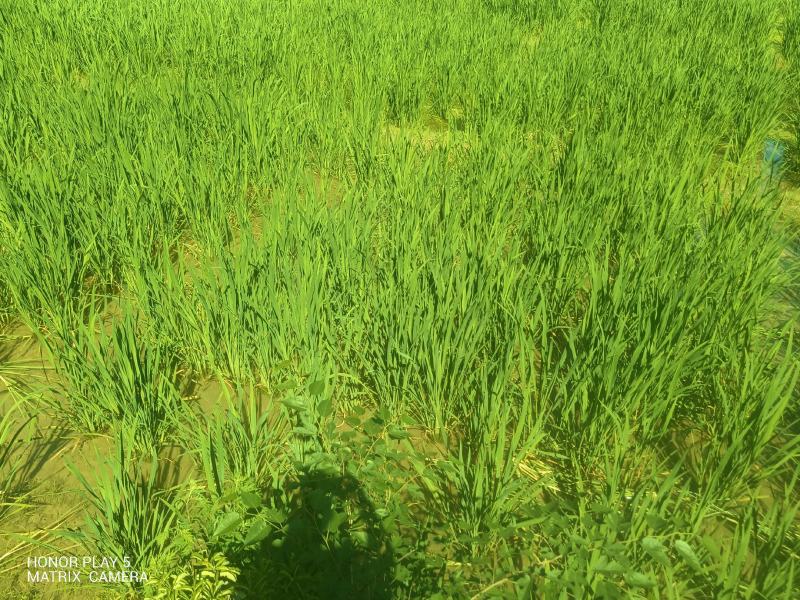 茭白