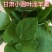 甘肃纯野生小圆叶淫羊藿高含量假一赔十