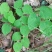 甘肃纯野生小圆叶淫羊藿高含量假一赔十