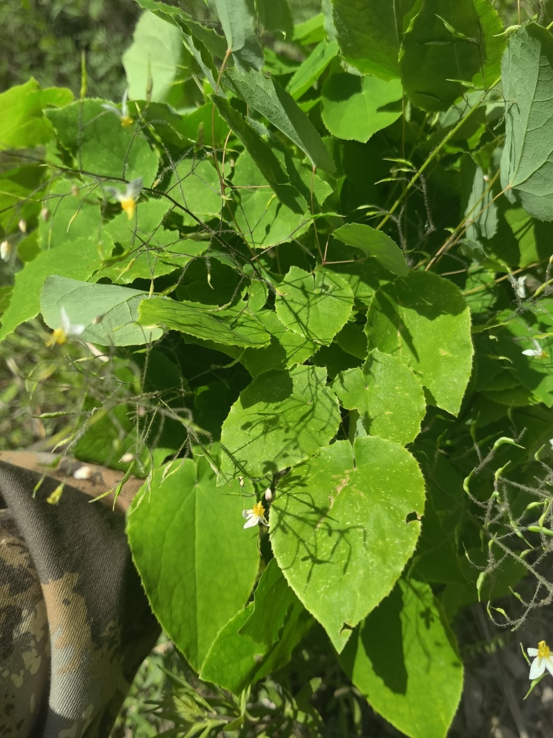 甘肃纯野生纯叶小圆叶淫羊藿高含量假一赔十