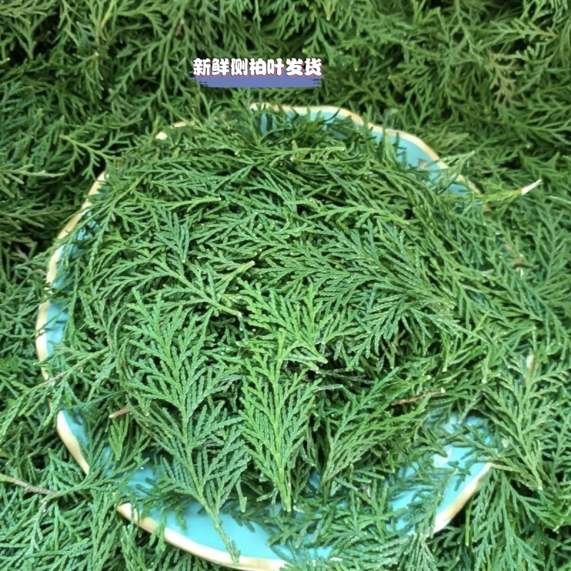 新鲜侧柏叶新鲜侧柏枝干侧柏叶侧柏叶粉