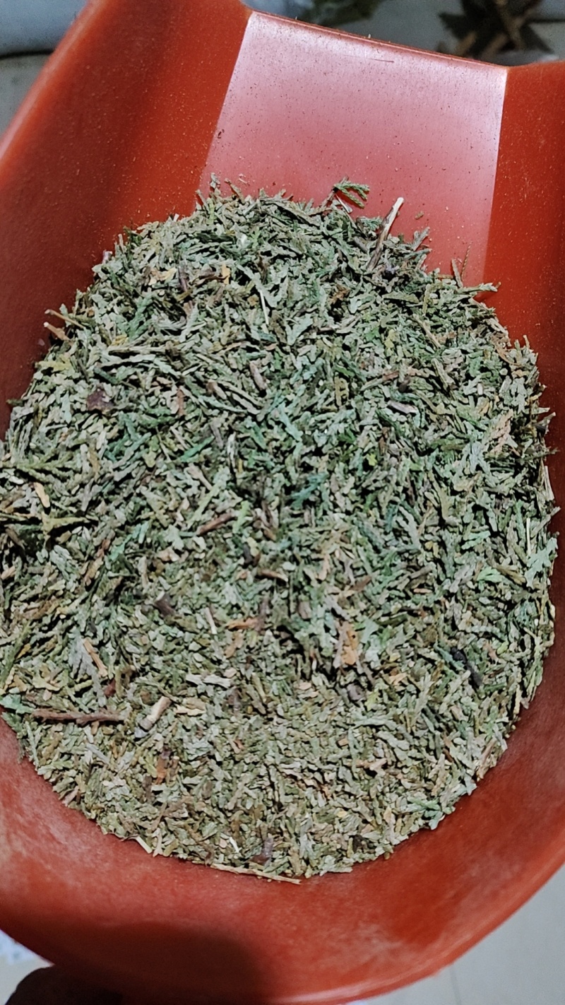 新鲜侧柏叶新鲜侧柏枝干侧柏叶侧柏叶粉
