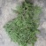 新鲜侧柏叶新鲜侧柏枝干侧柏叶侧柏叶粉