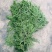 新鲜侧柏叶新鲜侧柏枝干侧柏叶侧柏叶粉
