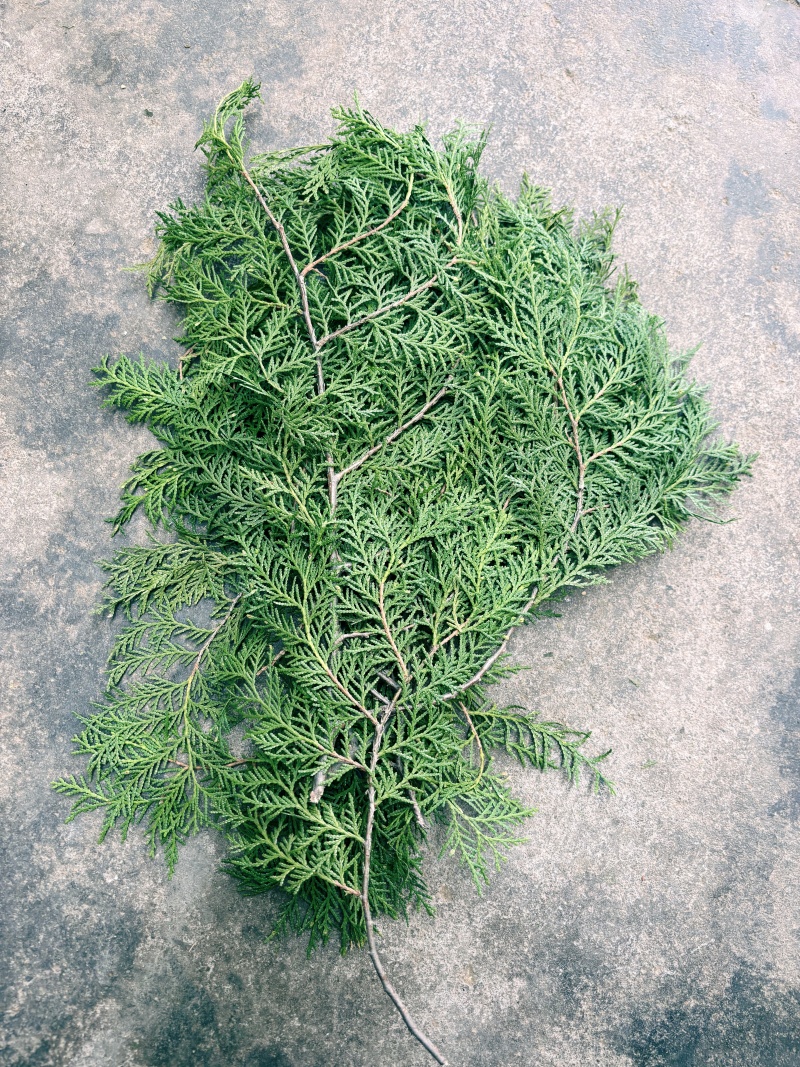新鲜侧柏叶新鲜侧柏枝干侧柏叶侧柏叶粉