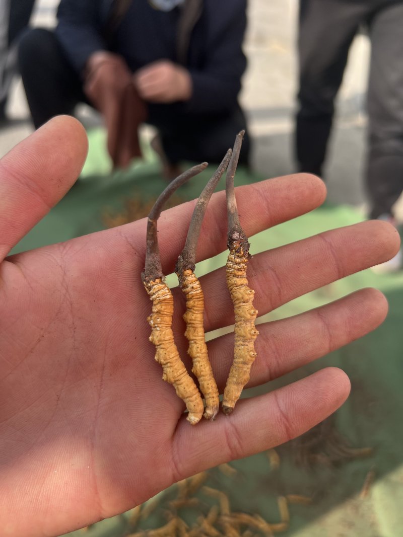 高海拔新鲜冬虫夏草产地直供
