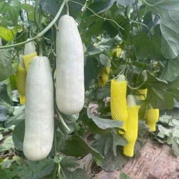 山东现摘博洋61甜瓜价格随当天行情