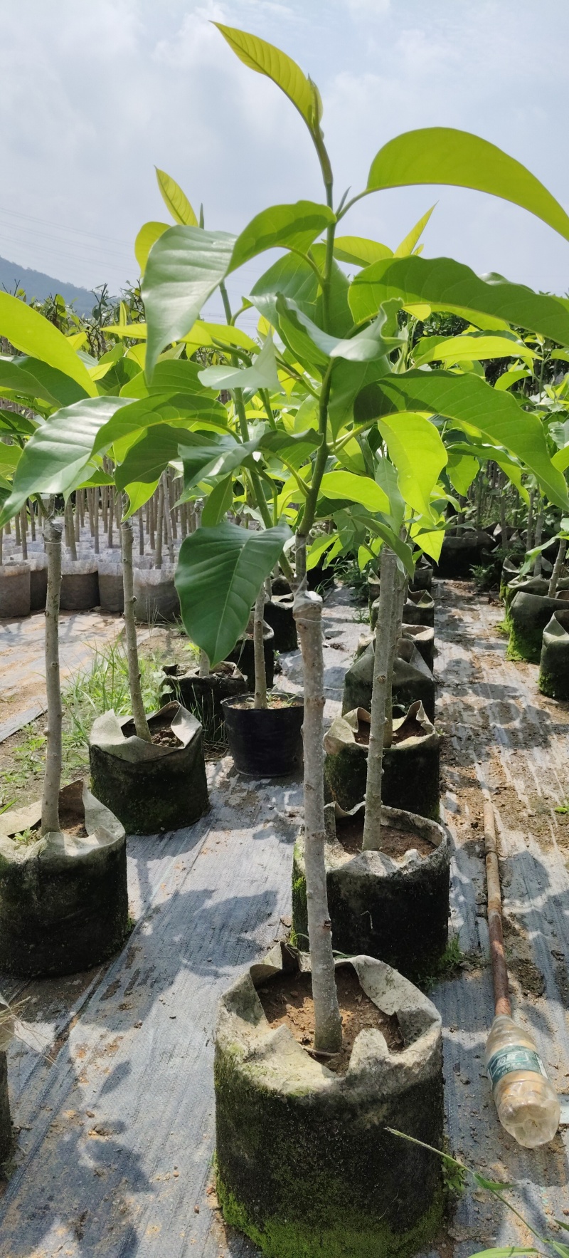 广东揭阳基地直销正品嫁接白玉兰，高度80-90照片为实物图。