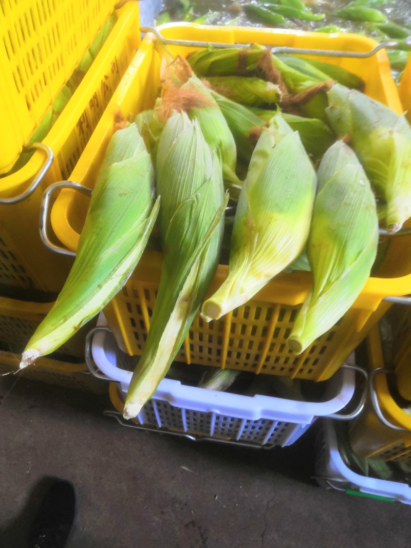 水果甜玉米