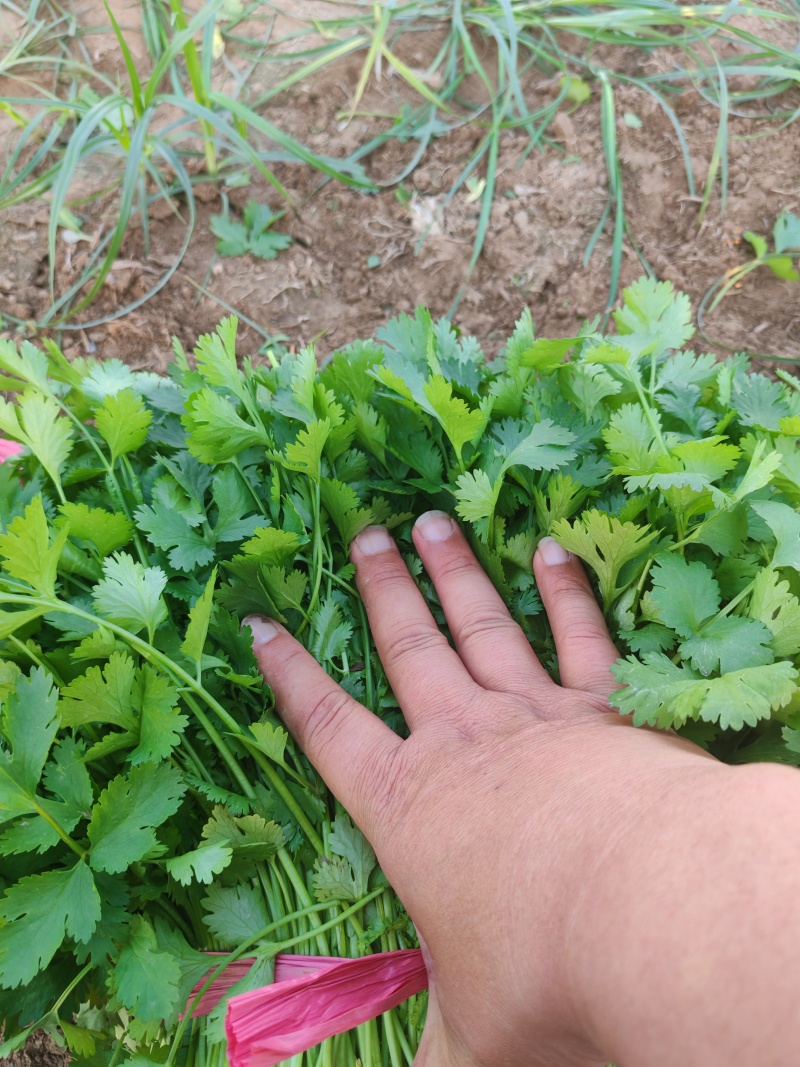 河北临漳大叶香菜大量供应保质保量新鲜对接全国客商