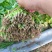 河北临漳大叶香菜大量供应保质保量新鲜对接全国客商
