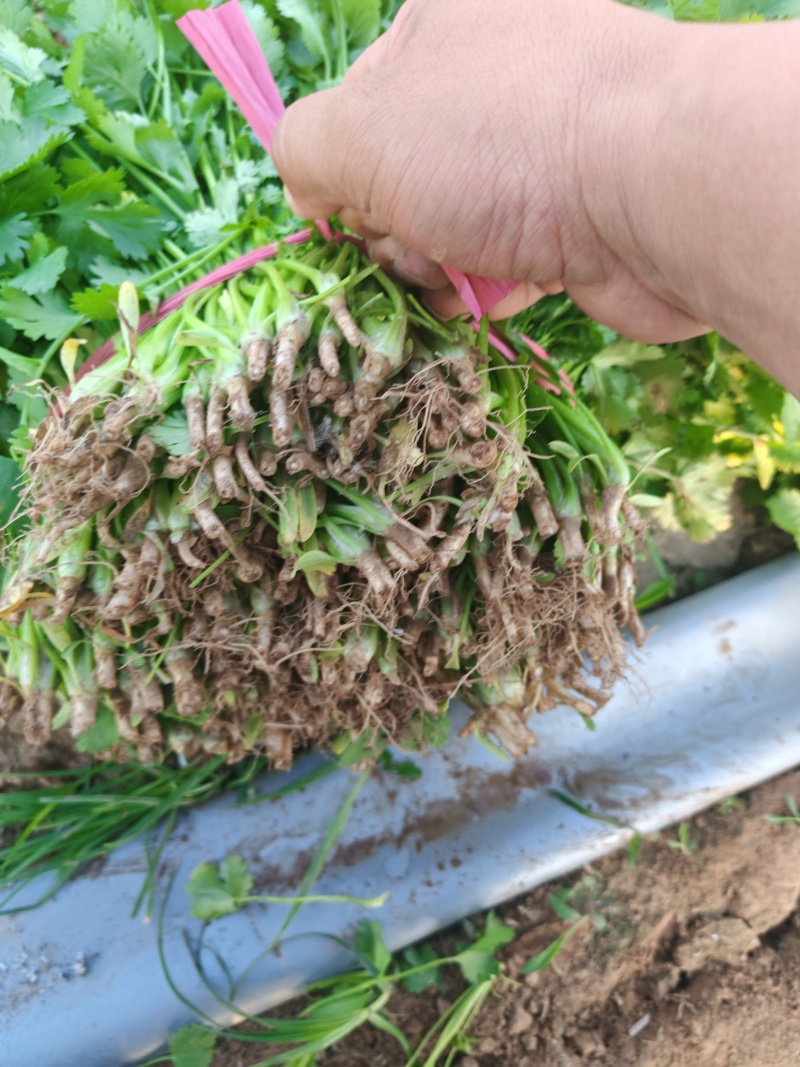 河北临漳大叶香菜大量供应保质保量新鲜对接全国客商