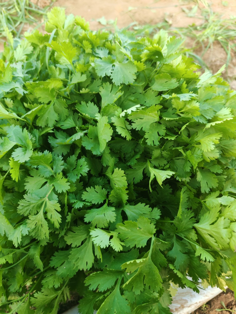 河北临漳大叶香菜大量供应保质保量新鲜对接全国客商