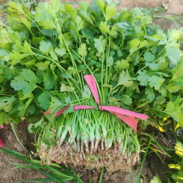 河北临漳大叶香菜大量供应保质保量新鲜对接全国客商