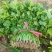 河北临漳大叶香菜大量供应保质保量新鲜对接全国客商
