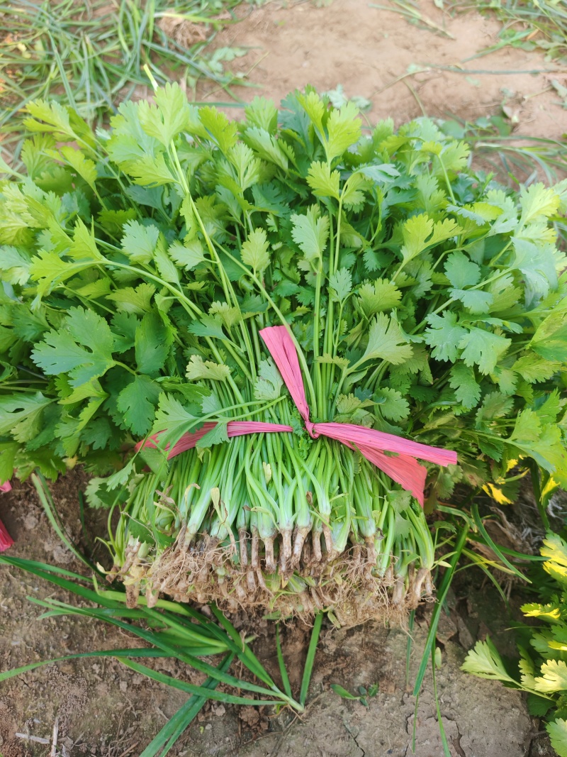 河北临漳大叶香菜大量供应保质保量新鲜对接全国客商