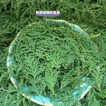新鲜侧柏叶新鲜侧柏枝干侧柏叶侧柏叶粉