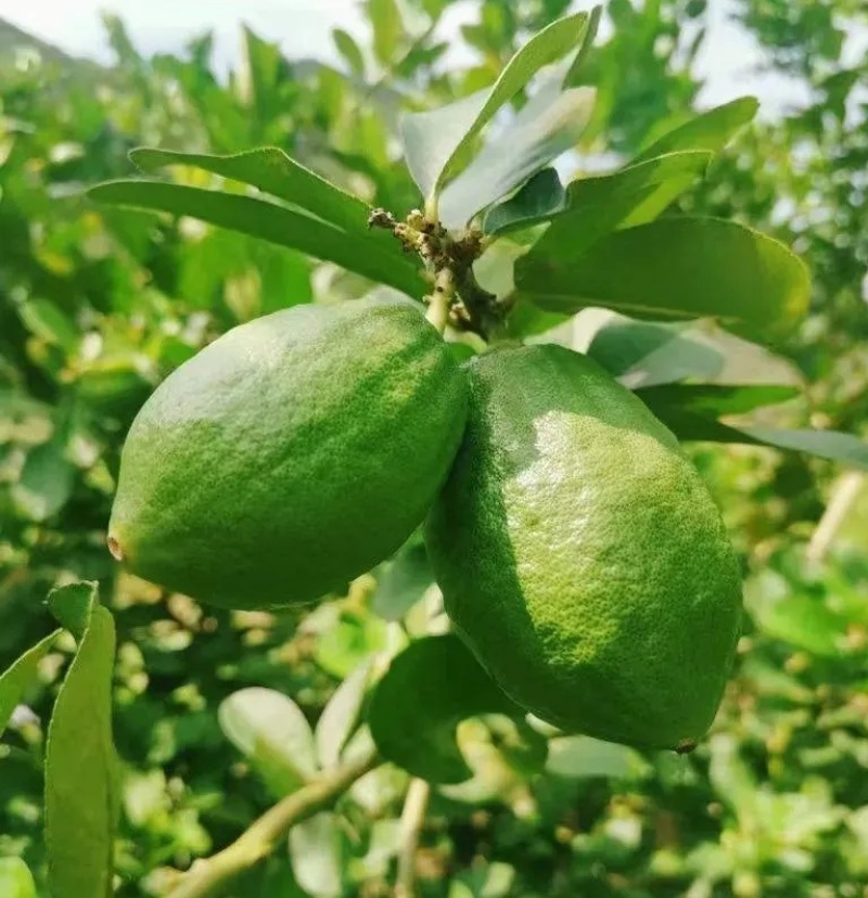 广东一手香水柠檬，货源充足