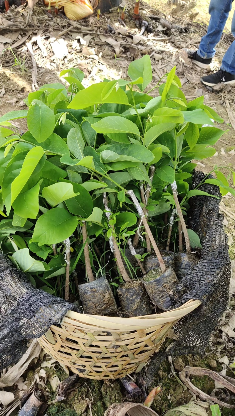 台湾释迦果苗自家嫁接苗AP大目凤梨释迦苗榴莲番荔枝苗