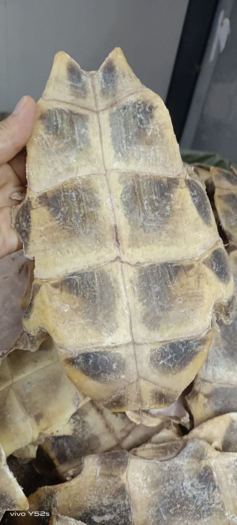 龟板生龟板制龟板有两个规格有需要的下单就可以了