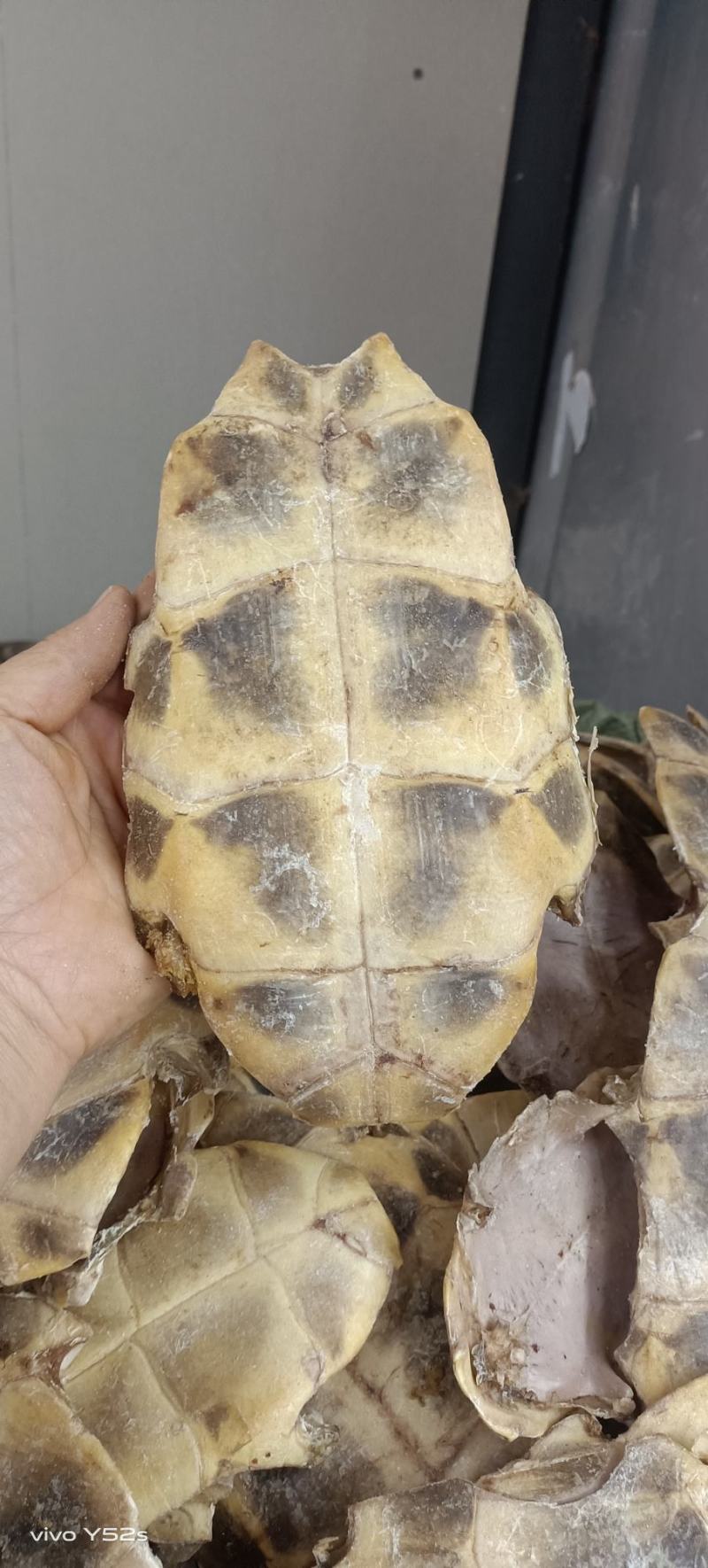 龟板生龟板制龟板有两个规格有需要的下单就可以了