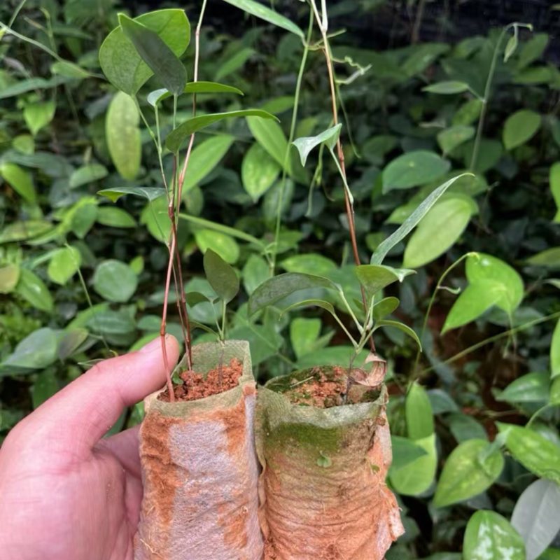 白肉土茯苓苗