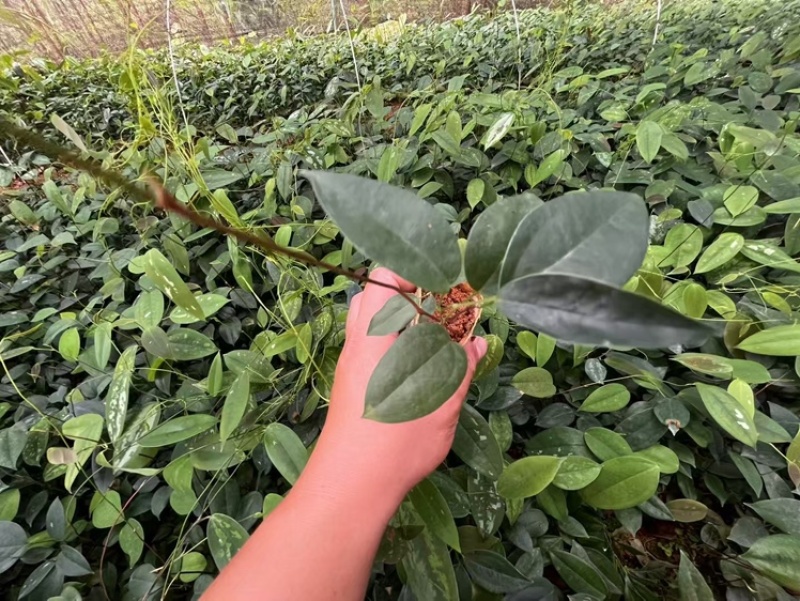 白肉土茯苓苗