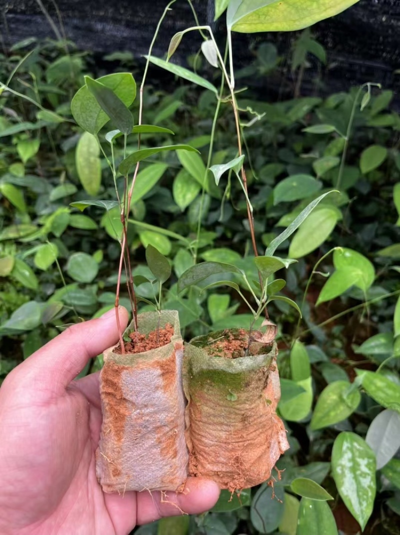 白肉土茯苓苗