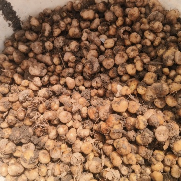 鲜元胡大量供应中，统货，价格随行情，诚信经营，