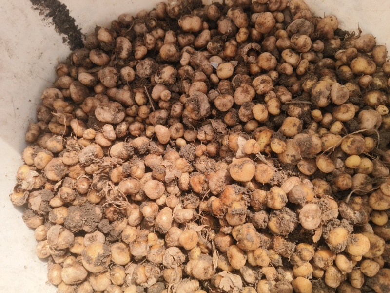 鲜元胡大量供应中，统货，价格随行情，诚信经营，