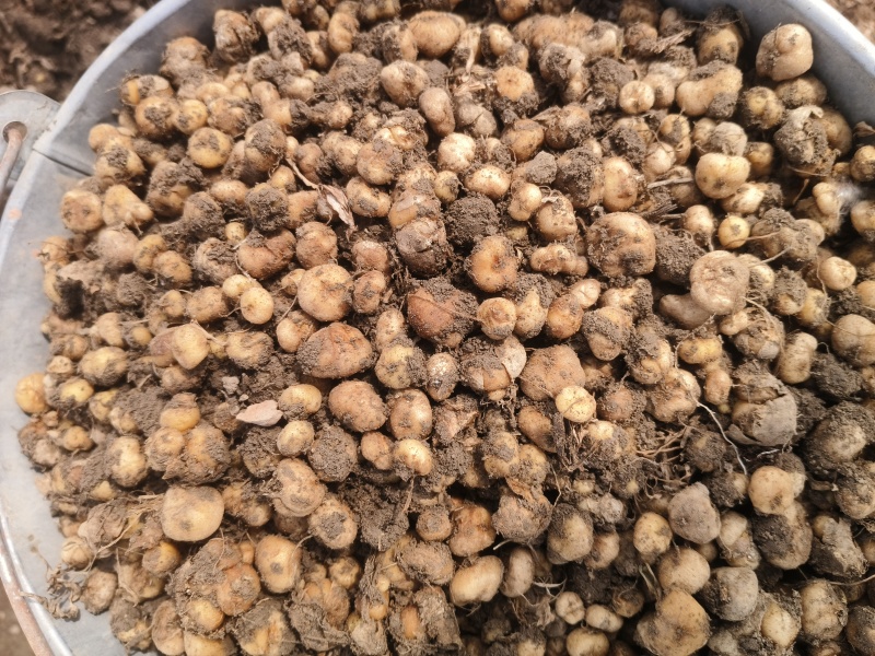 鲜元胡大量供应中，统货，价格随行情，诚信经营，