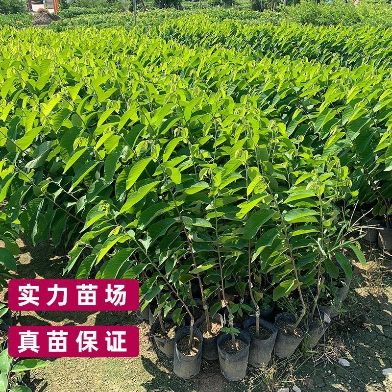 台湾释迦果苗自家嫁接苗AP大目凤梨释迦苗榴莲番荔枝苗