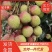 精品妃子笑荔枝市场商超电商产地发货可做一件代发代