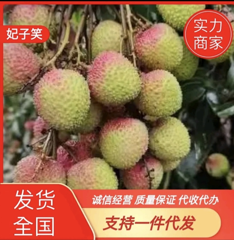 精品妃子笑荔枝市场商超电商产地发货可做一件代发代