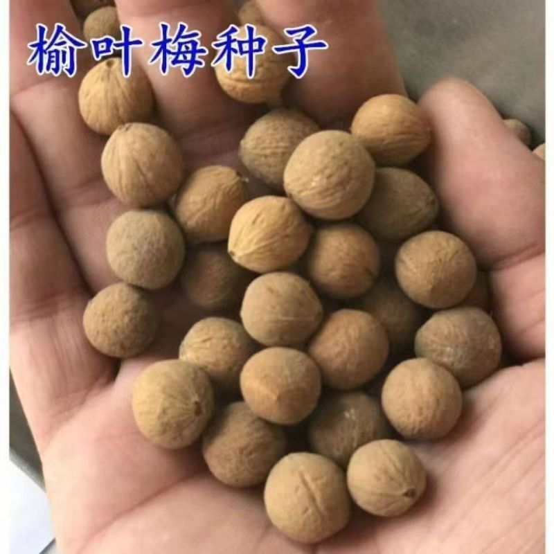 出售当年新采树种榆叶梅种子红梅花种子小桃红四季可播