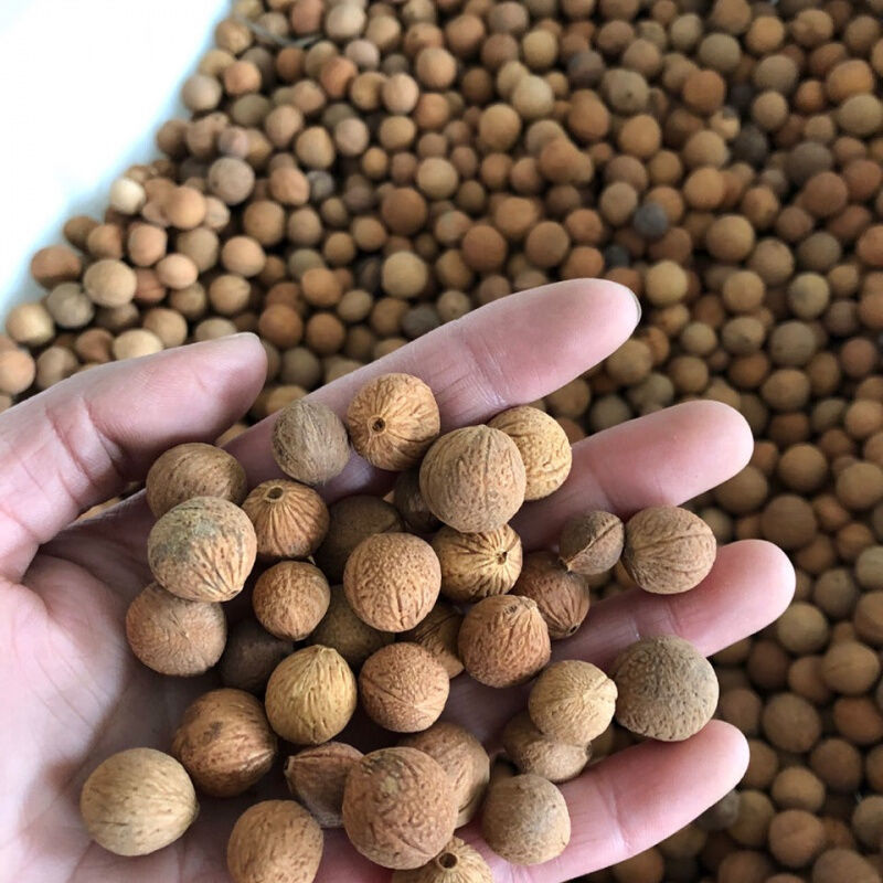 出售当年新采树种榆叶梅种子红梅花种子小桃红四季可播