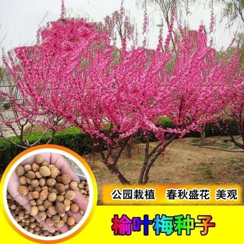 出售当年新采树种榆叶梅种子红梅花种子小桃红四季可播