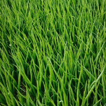精品小葱小葱大量上市。需要提前订购。