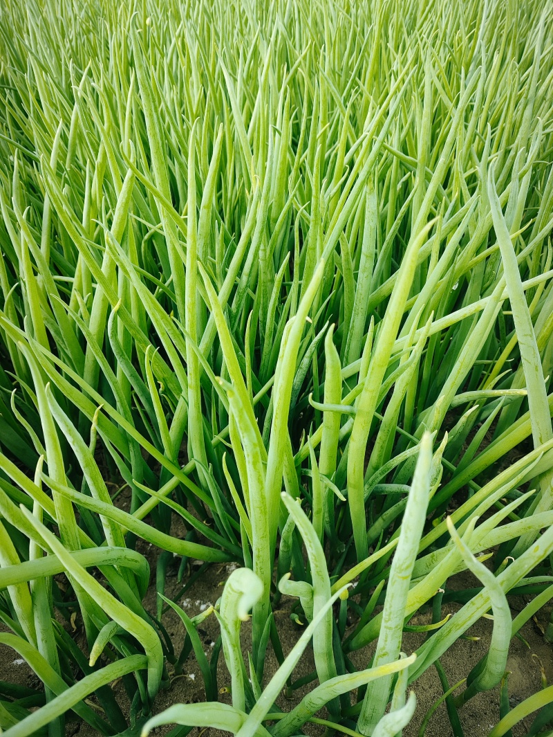 精品小葱小葱大量上市。需要提前订购。