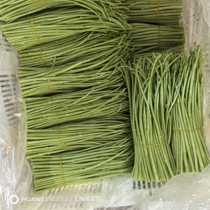 新鲜现摘芦蒿，清香脆嫩，天然无污染，速抢！