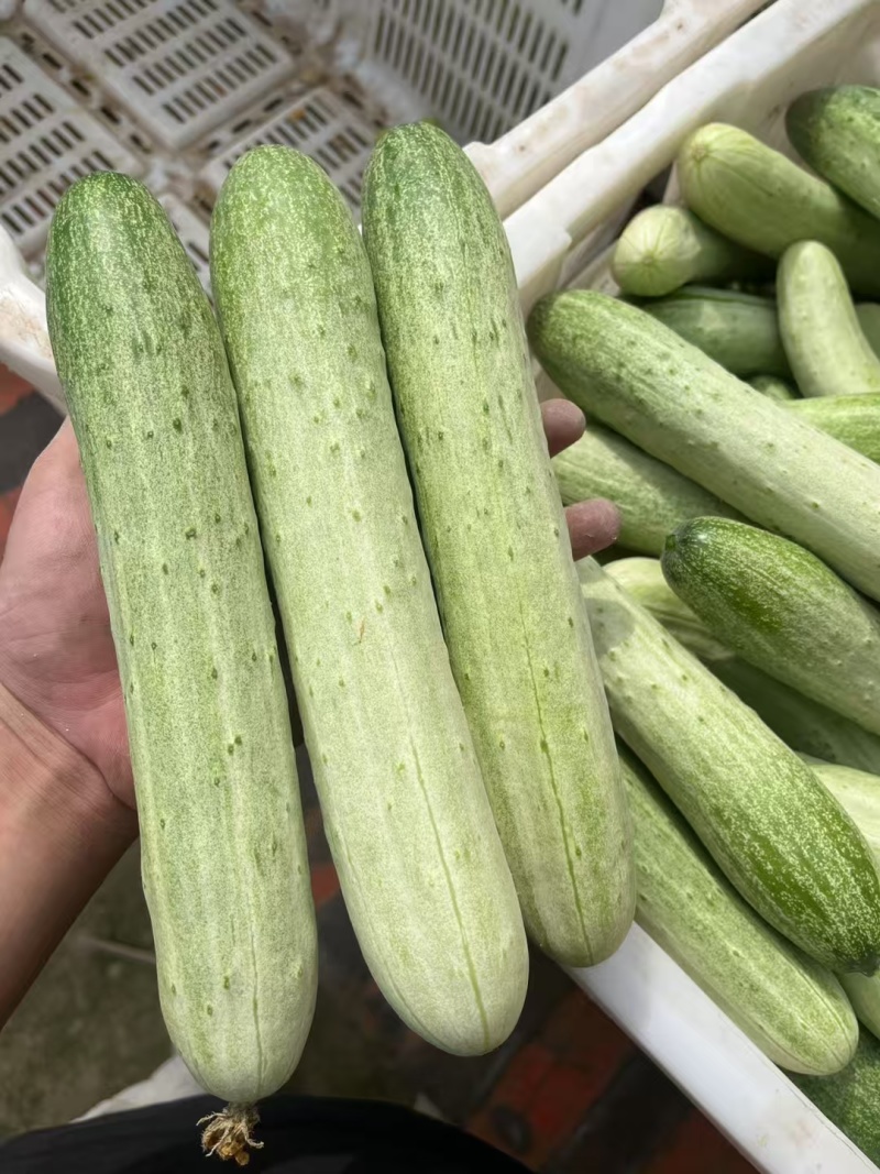 本地燕白黄瓜