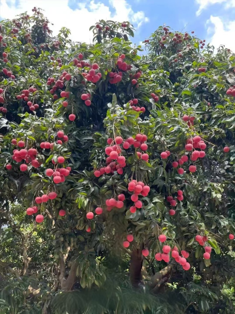 荔枝
