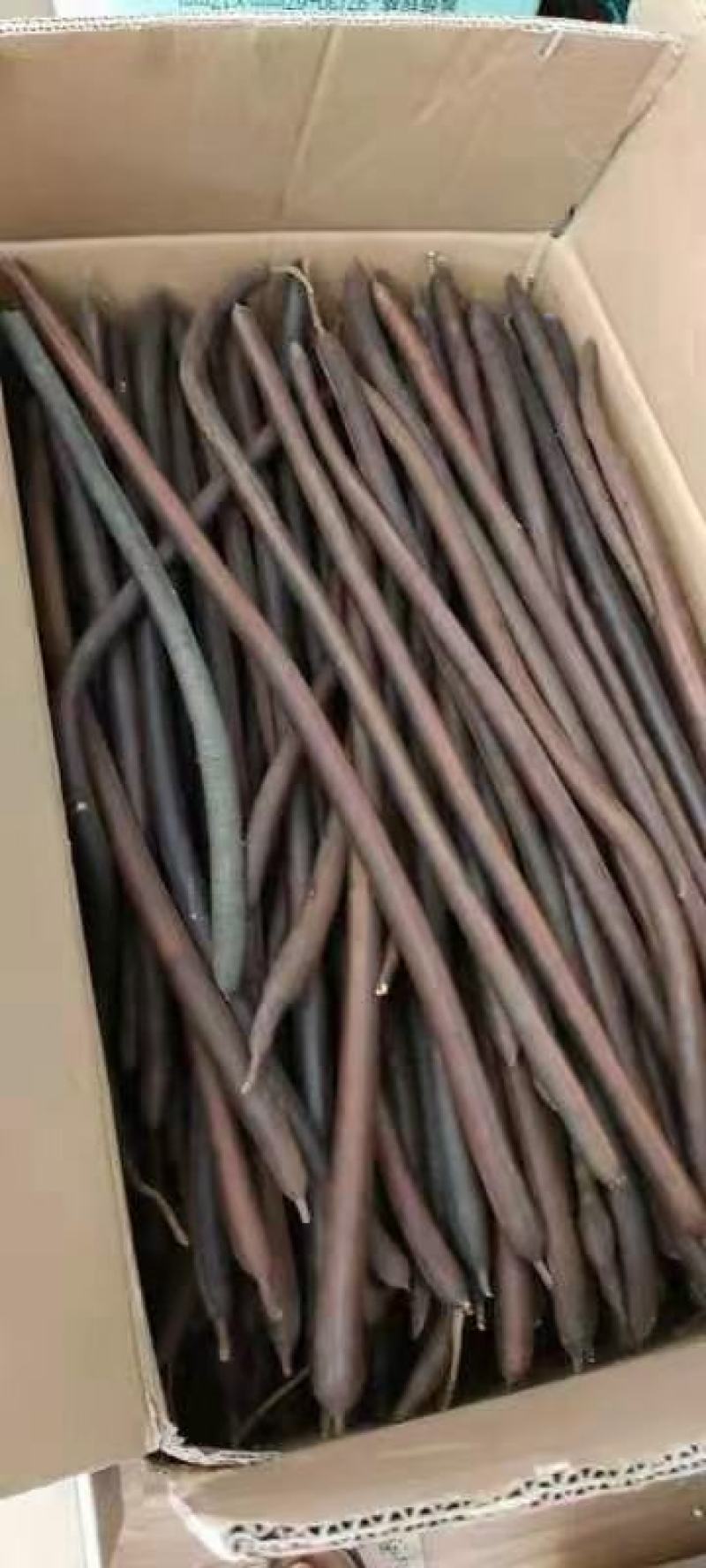 整根无虫便秘果