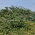 基地大量出售4-18公分枫杨规格齐全，货源充足，欢迎各