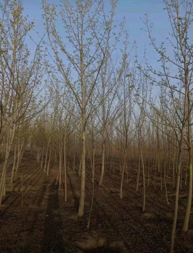基地大量出售4-18公分枫杨规格齐全，货源充足，欢迎各