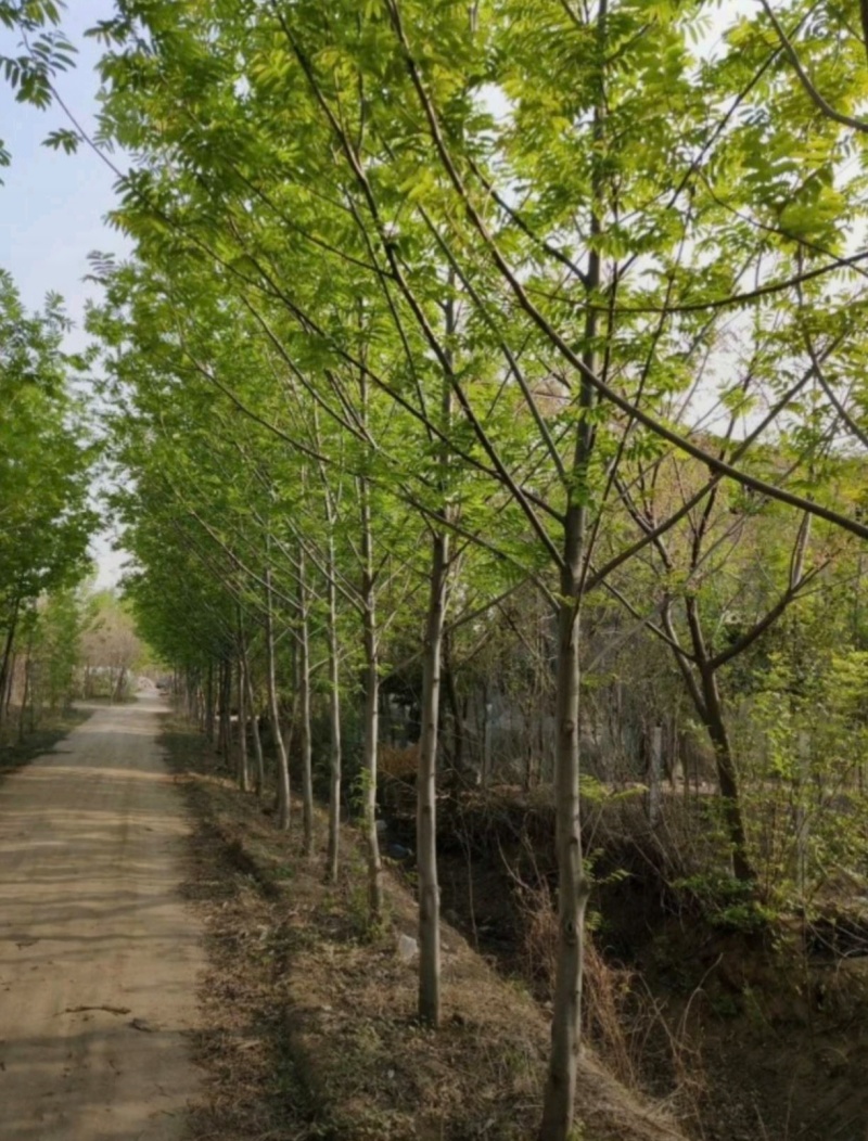 基地大量出售4-18公分枫杨规格齐全，货源充足，欢迎各